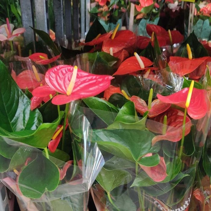 Anthurium avec cache pot – Image 3