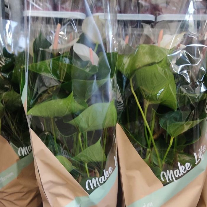 Anthurium avec cache pot – Image 4