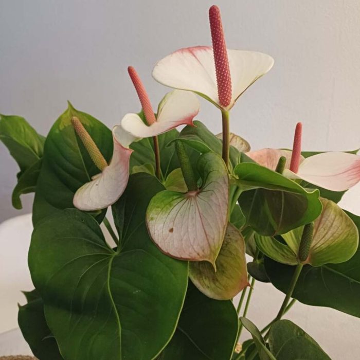 Anthurium avec cache pot – Image 2