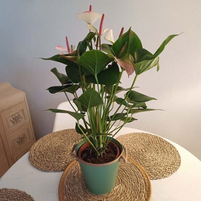 Anthurium avec cache pot
