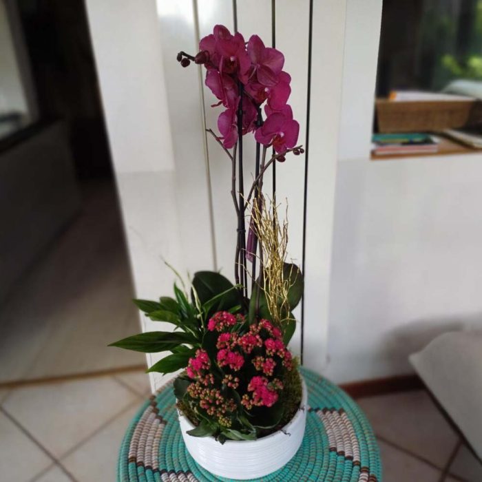 Coupe de plantes d'intérieur