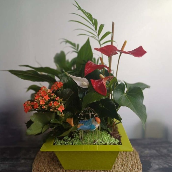 Coupe de plantes d'intérieur – Image 3
