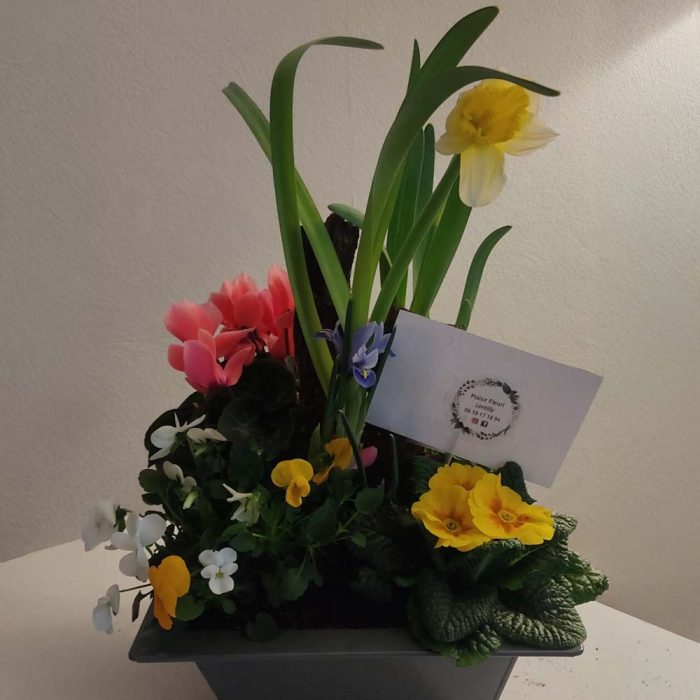 Coupe de plantes d'intérieur – Image 2
