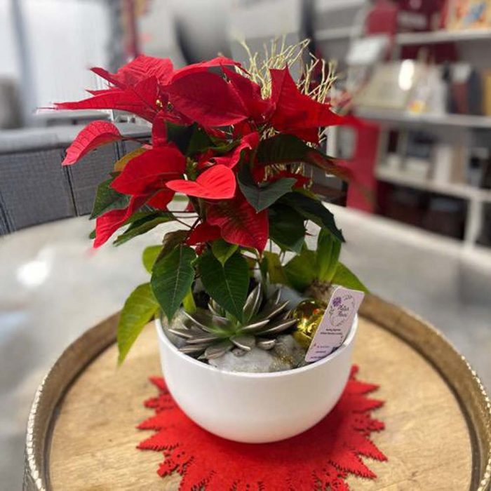 Coupe de plantes d'intérieur – Image 4