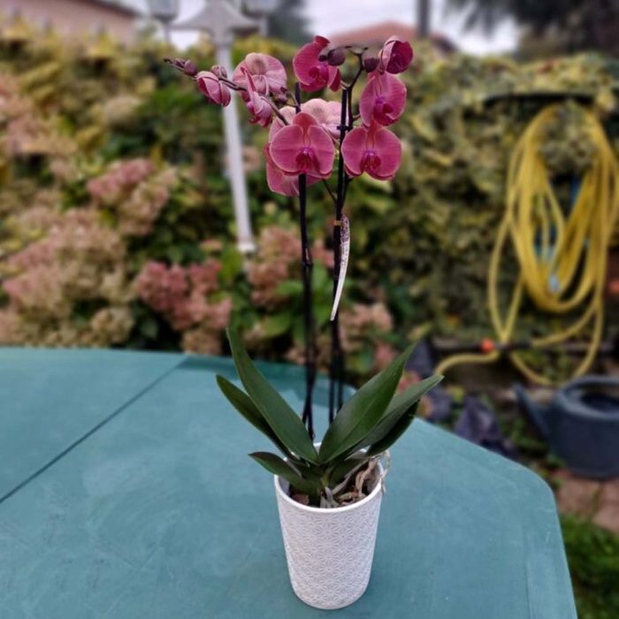 Orchidée avec cache pot