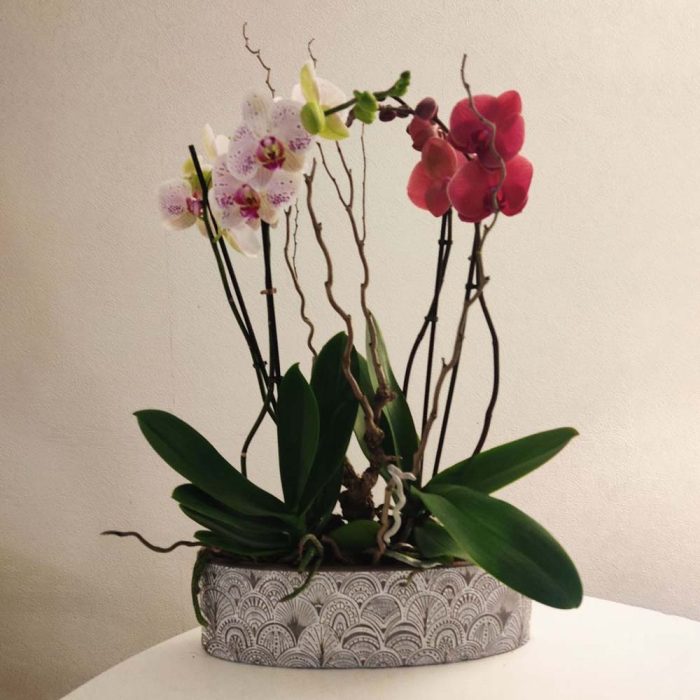 Orchidée avec cache pot – Image 2