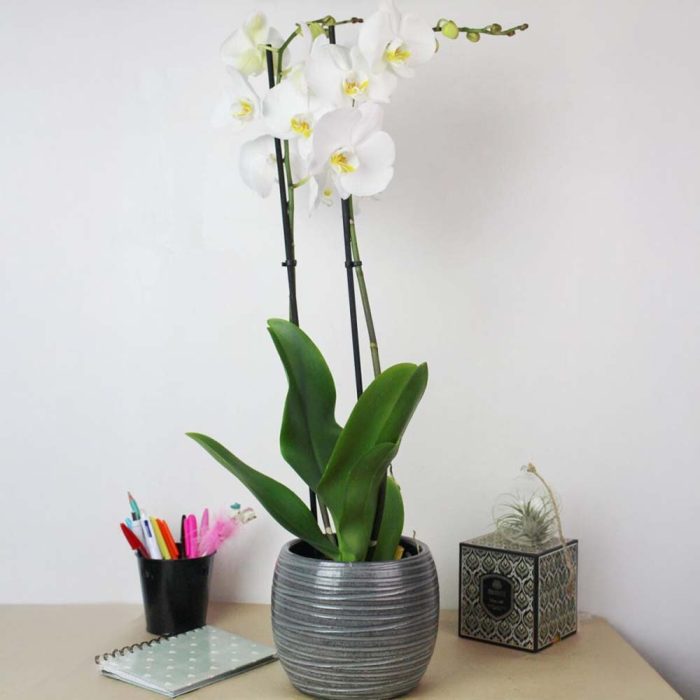 Orchidée avec cache pot – Image 3