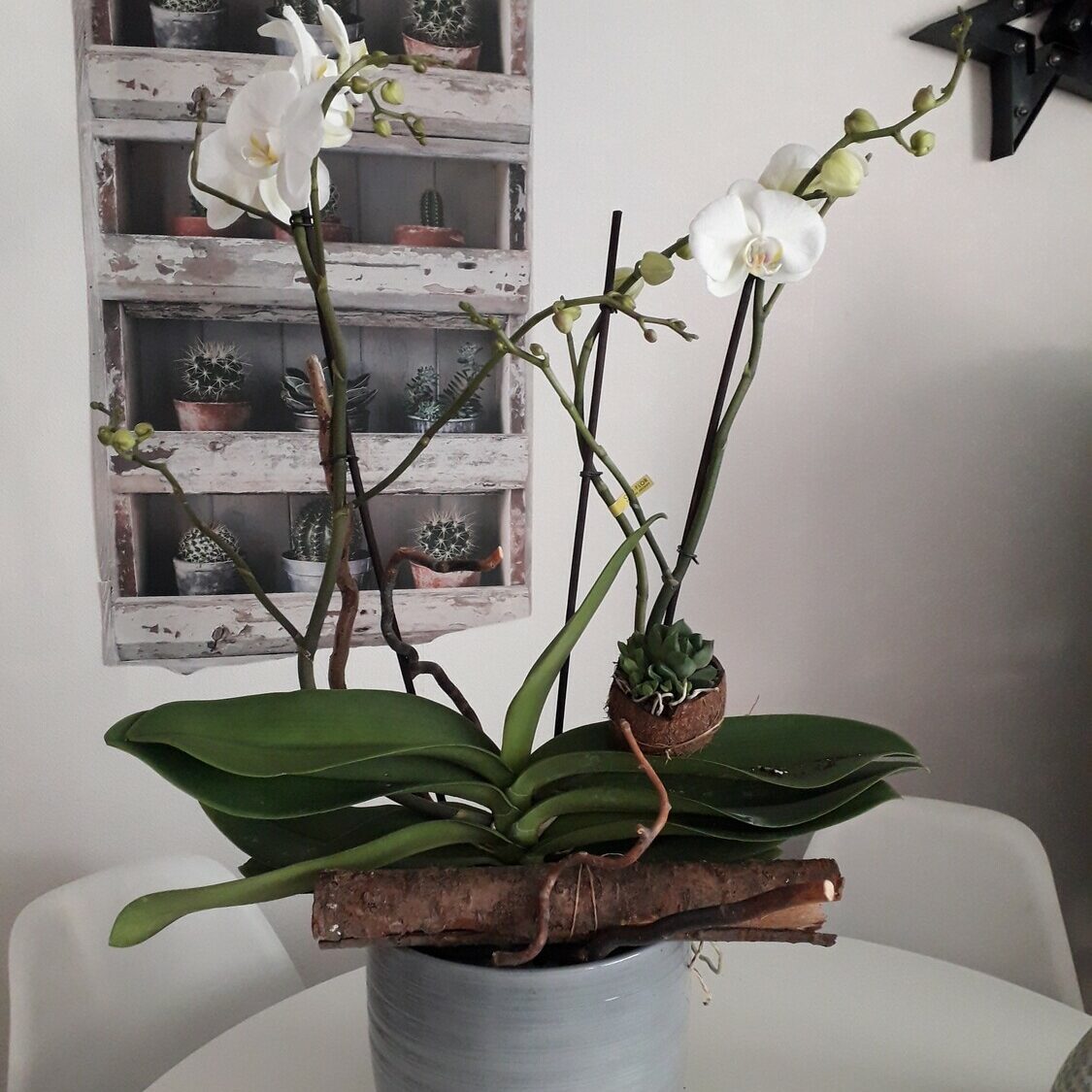 double orchidée cache pot 60 euros