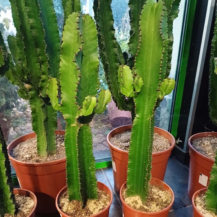 Cactus