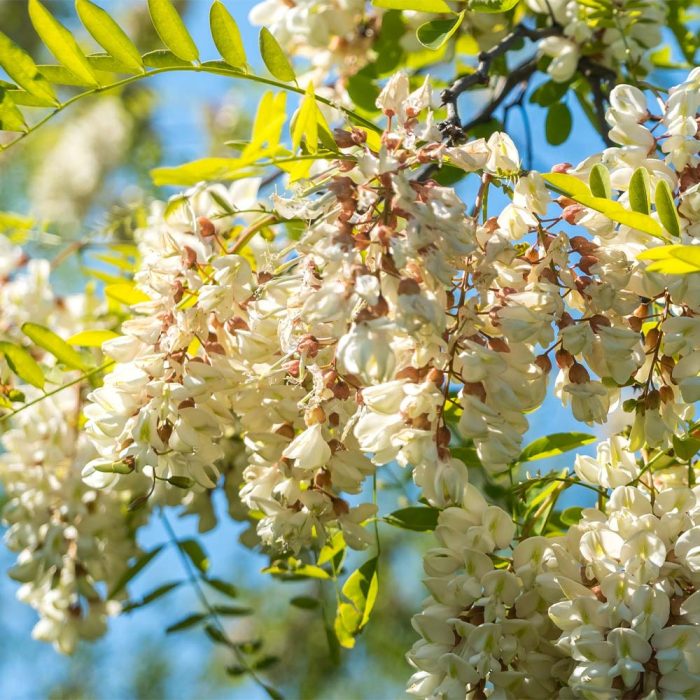 Miel d'acacia de Morancé – Image 5