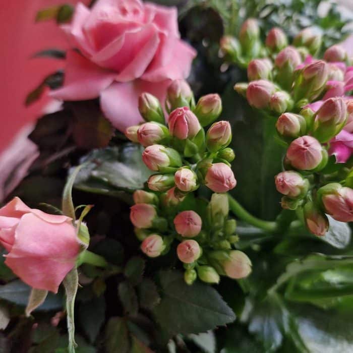 Coupe de plantes pour l'extérieur – Image 2