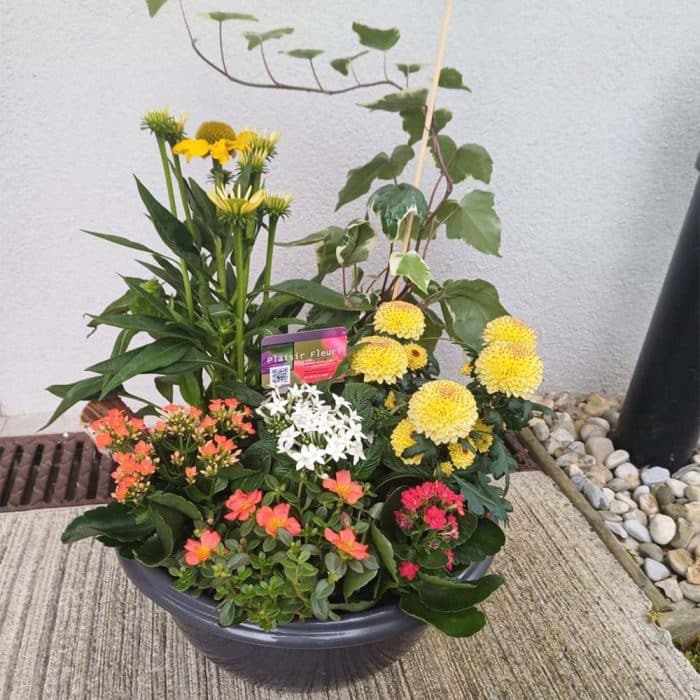 Coupe de plantes – Image 6