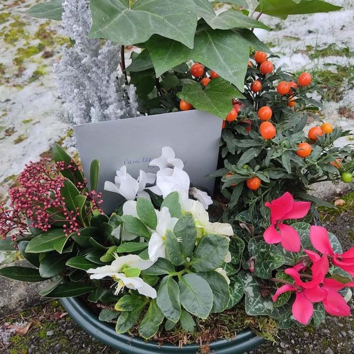 Coupe de plantes – Image 4