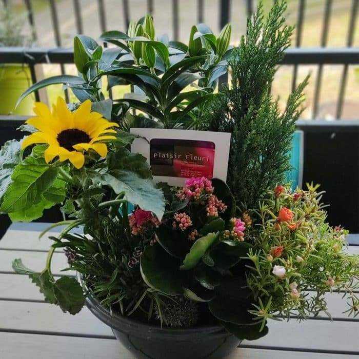 Coupe de plantes – Image 3