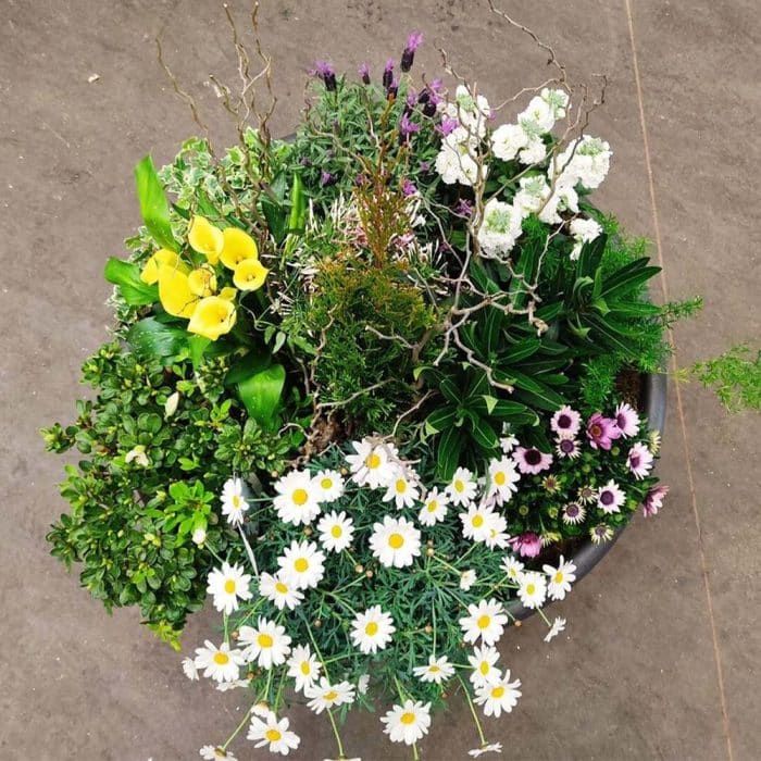 Coupe de plantes – Image 2