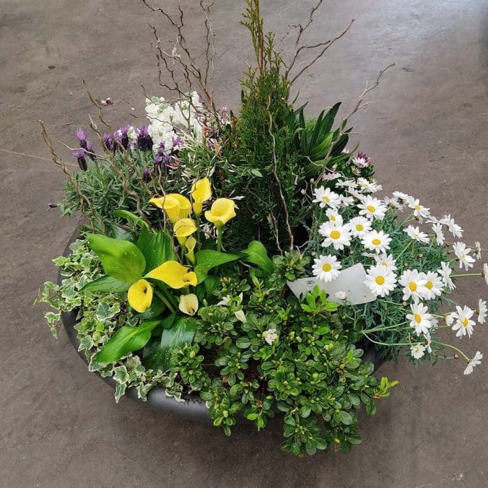 Coupe de plantes – Image 7