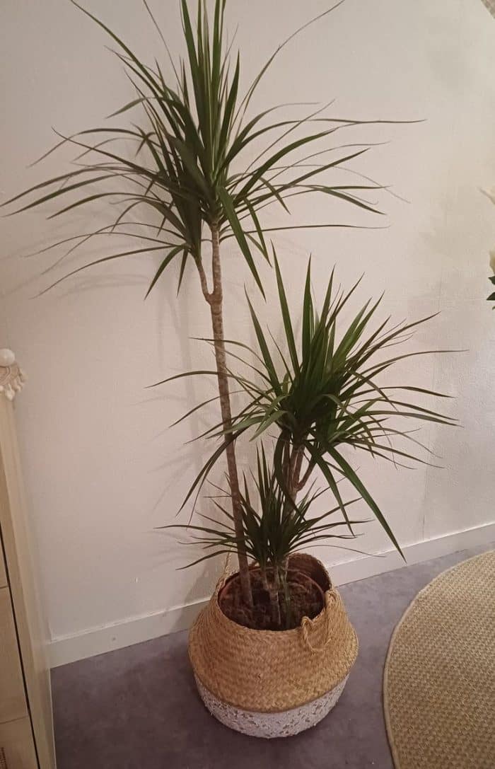 Dracaena marginata