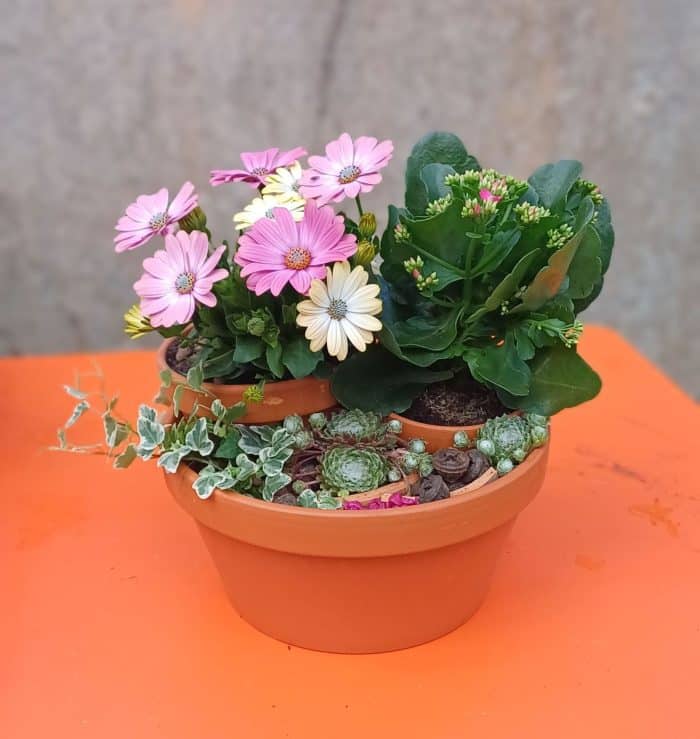 Composition de plantes "mini jardin fleuri"