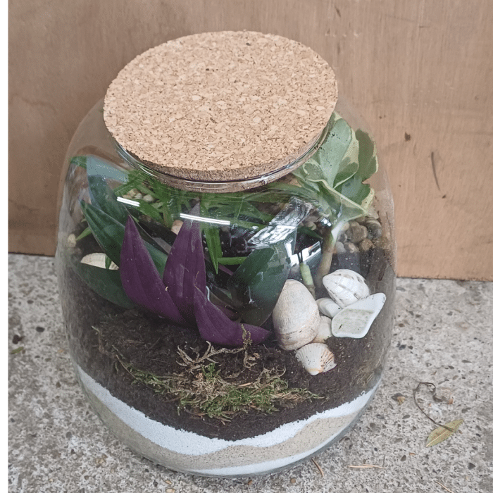 Un terrarium, une bulle de nature – Image 2