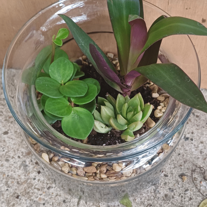 Un terrarium, une bulle de nature – Image 3